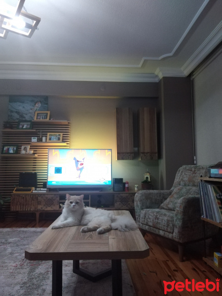 İran Kedisi (Persian), Kedi  Yumak fotoğrafı