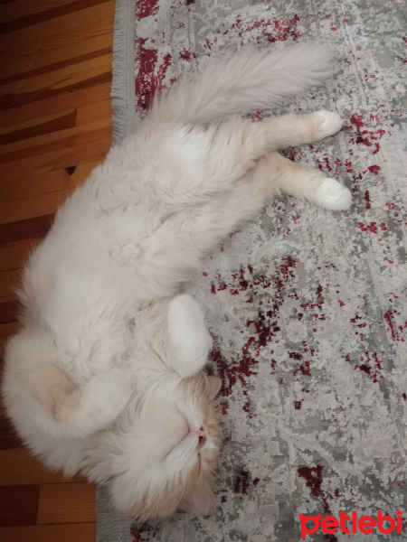 İran Kedisi (Persian), Kedi  Yumak fotoğrafı