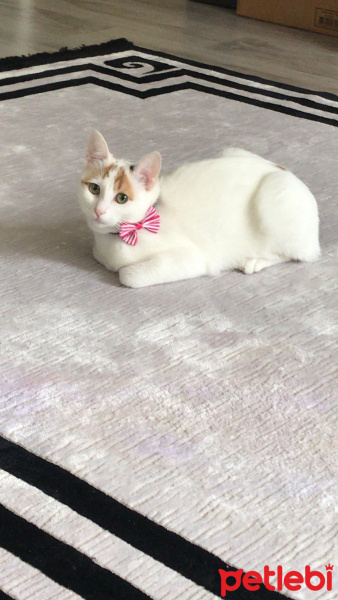 Tekir Kedi, Kedi  Türkan fotoğrafı