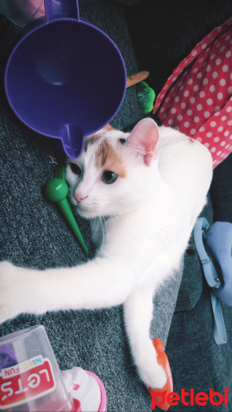 Tekir Kedi, Kedi  Türkan fotoğrafı