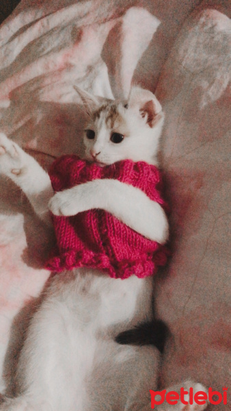 Tekir Kedi, Kedi  Türkan fotoğrafı