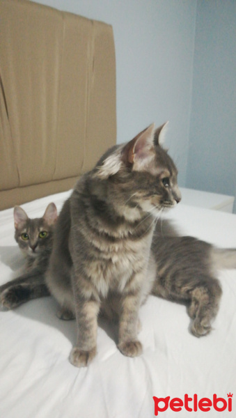 Tekir Kedi, Kedi  Gümüş fotoğrafı