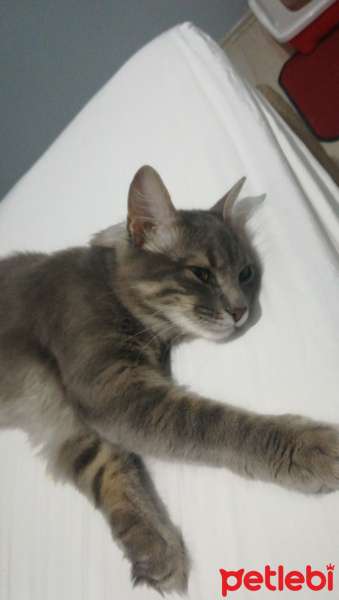 Tekir Kedi, Kedi  Gümüş fotoğrafı
