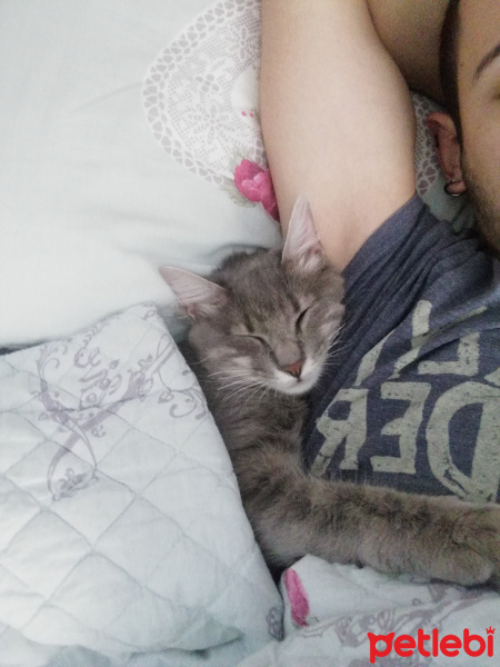 Tekir Kedi, Kedi  Gümüş fotoğrafı
