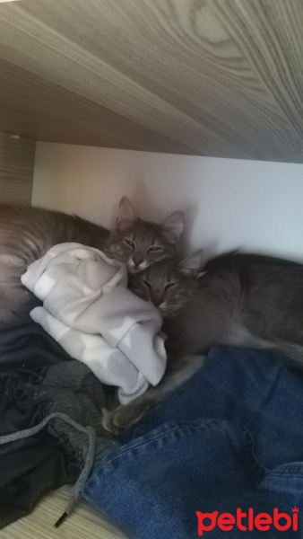 Tekir Kedi, Kedi  Gümüş fotoğrafı