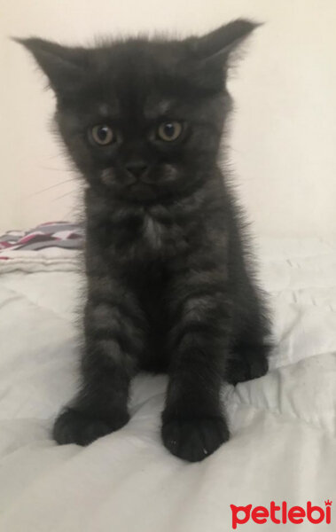 British Shorthair, Kedi  Kömür fotoğrafı