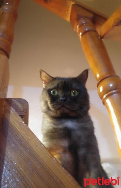 British Shorthair, Kedi  Kömür fotoğrafı