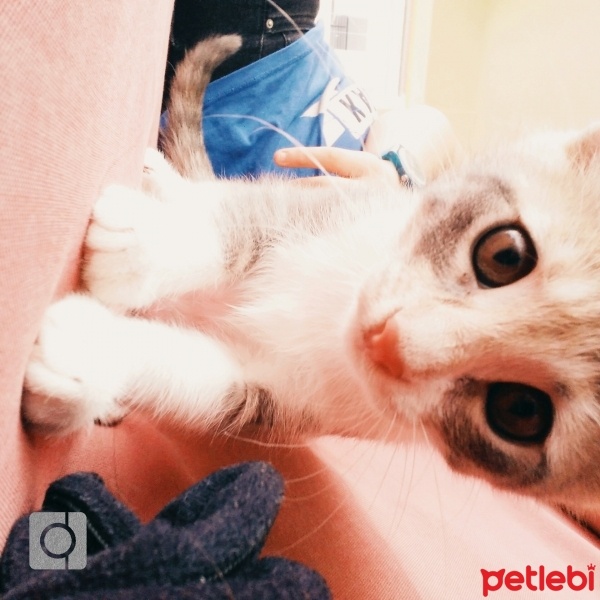 Tekir Kedi, Kedi  Cookie fotoğrafı
