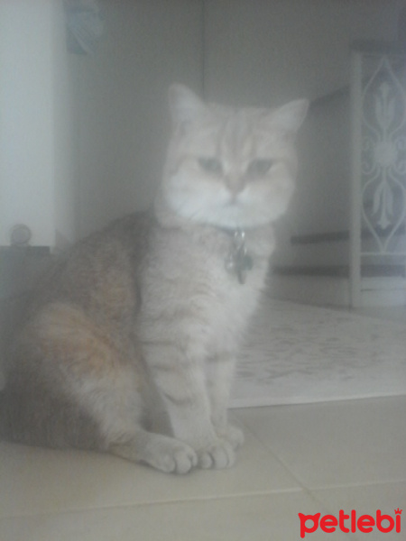 British Shorthair, Kedi  luna fotoğrafı