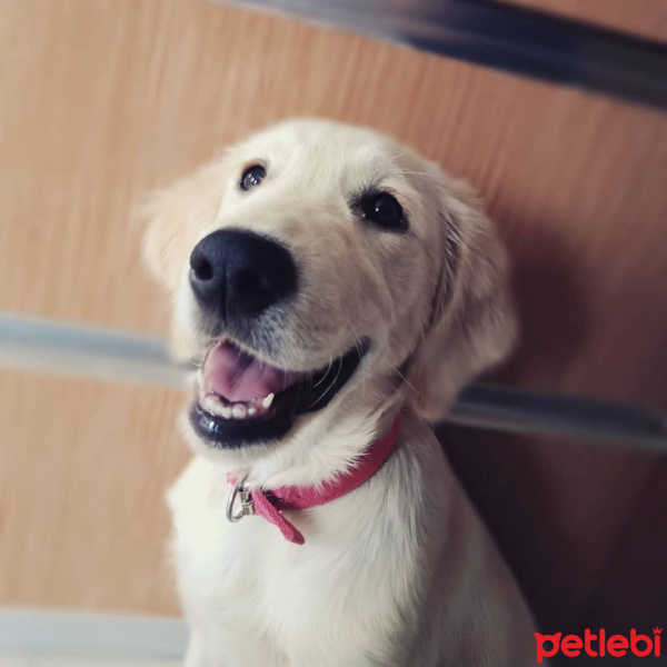 Golden Retriever, Köpek  kylie fotoğrafı
