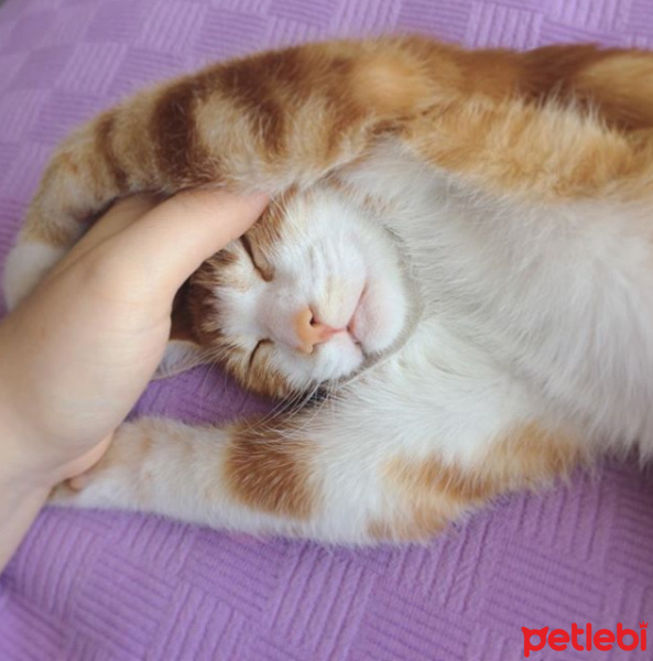 Tekir Kedi, Kedi  Badem Mia fotoğrafı