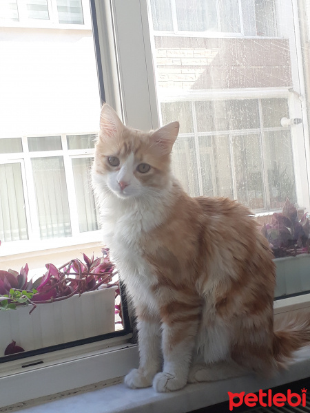 Tekir Kedi, Kedi  Turşu fotoğrafı
