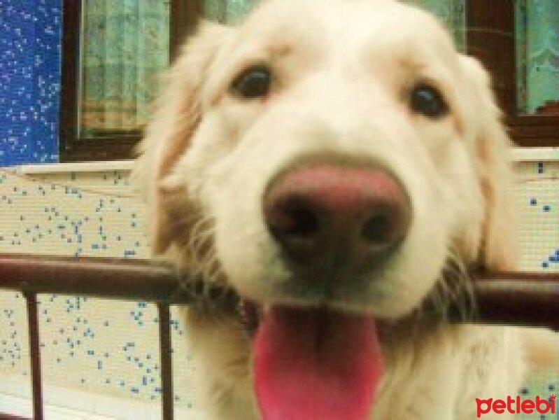 Golden Retriever, Köpek  milo fotoğrafı