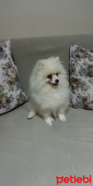 Sokö (Sokak Köpeği), Köpek  Bambam fotoğrafı