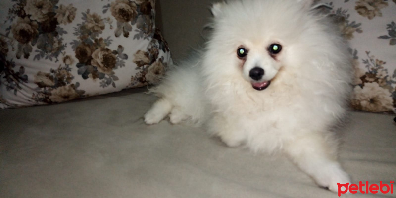 Sokö (Sokak Köpeği), Köpek  Bambam fotoğrafı