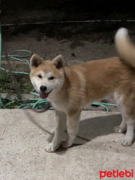 Akita İnu, Köpek  zeyna fotoğrafı