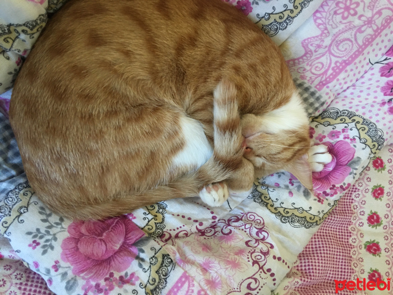 Sarman, Kedi  Tarçın fotoğrafı