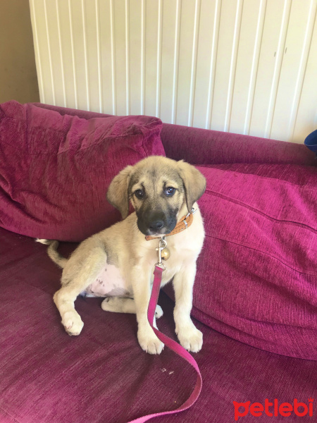 Kangal, Köpek  Pati fotoğrafı