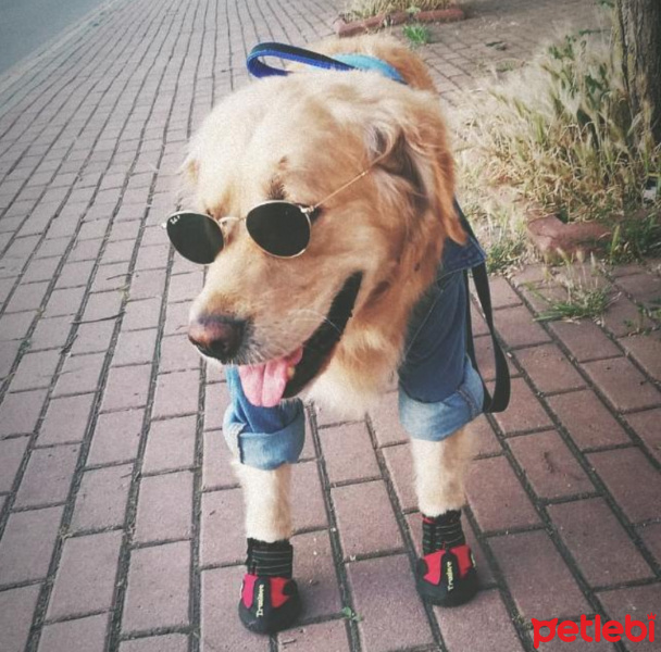 Golden Retriever, Köpek  Mösyö fotoğrafı