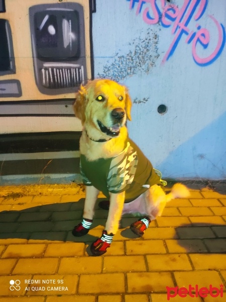 Golden Retriever, Köpek  Mösyö fotoğrafı