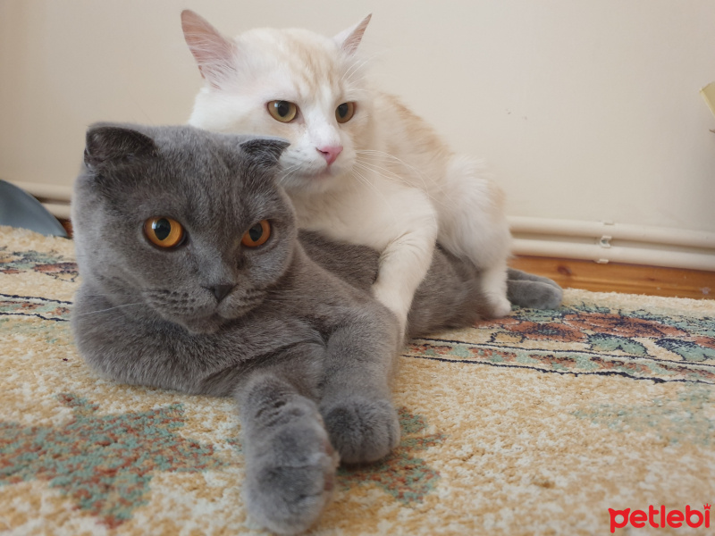 Scottish Fold, Kedi  Tom&Jerry fotoğrafı
