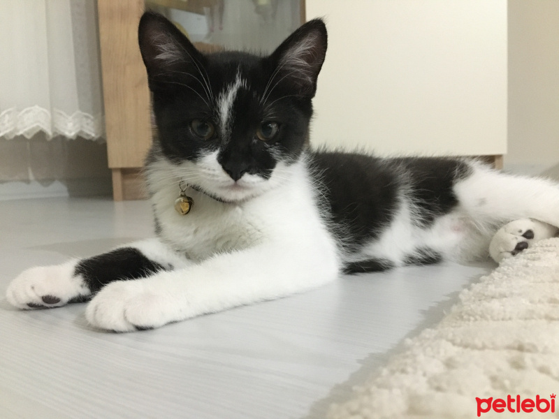 Tuxedo (Smokin) Kedi, Kedi  Peri fotoğrafı