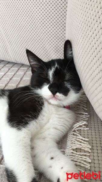 Tuxedo (Smokin) Kedi, Kedi  Peri fotoğrafı