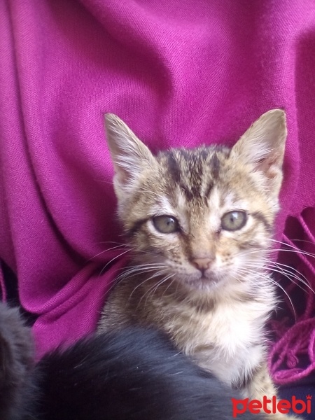 Tekir Kedi, Kedi  Miyav Ve Mavi fotoğrafı