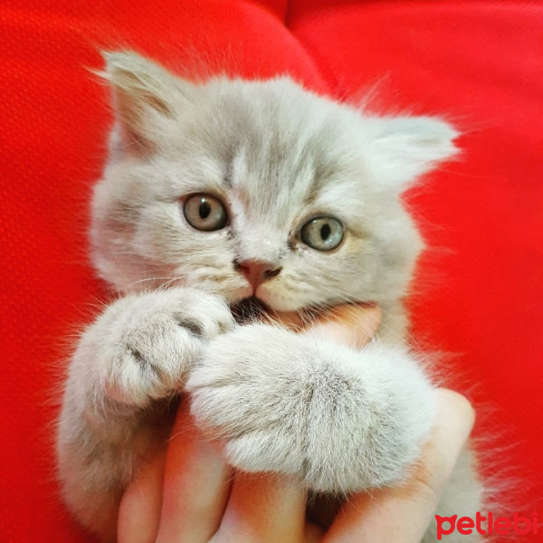 British Shorthair, Kedi  Duman fotoğrafı