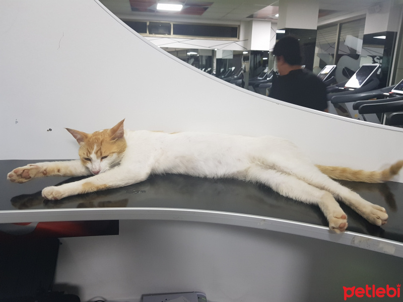 Sarman, Kedi  Şükrü fotoğrafı