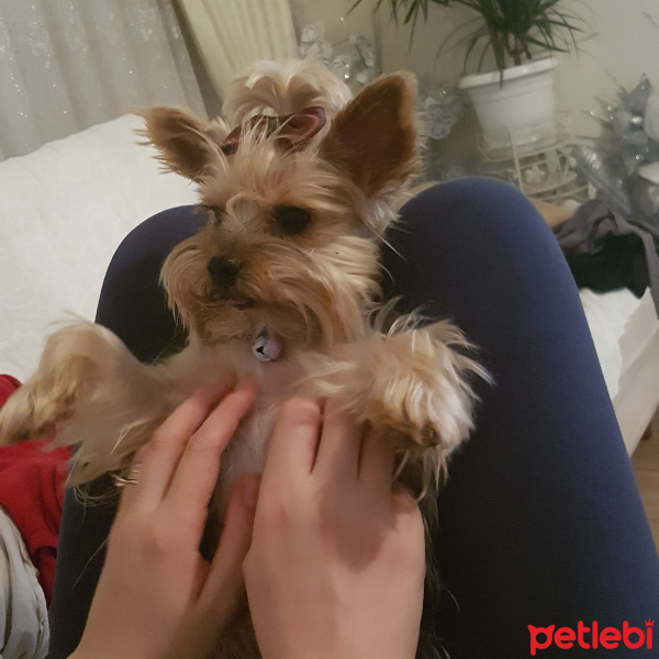 Yorkshire Terrier, Köpek  Tayni fotoğrafı