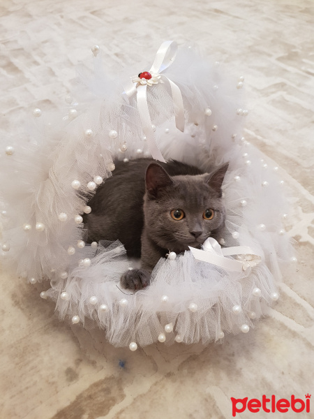 British Shorthair, Kedi  Duman fotoğrafı