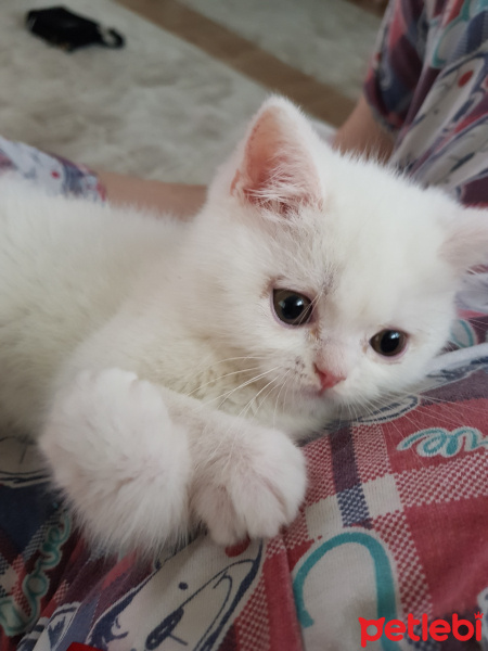 British Shorthair, Kedi  Pamuk fotoğrafı
