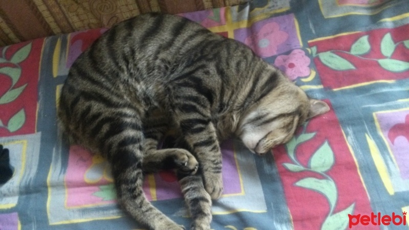 Tekir Kedi, Kedi  chucky fotoğrafı