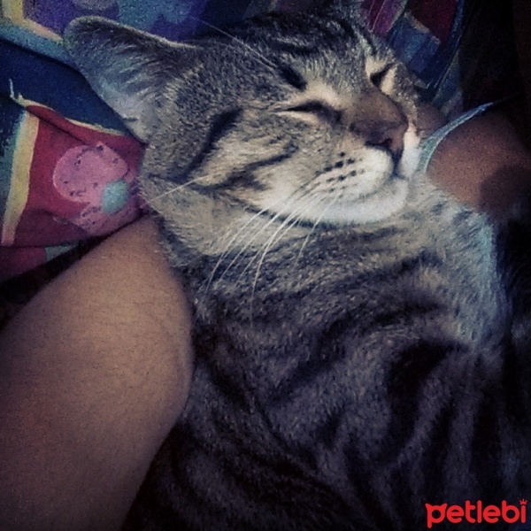 Tekir Kedi, Kedi  chucky fotoğrafı