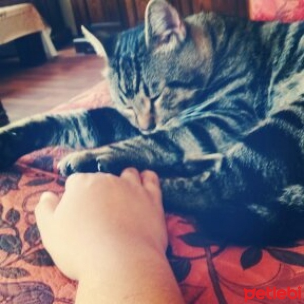 Tekir Kedi, Kedi  chucky fotoğrafı