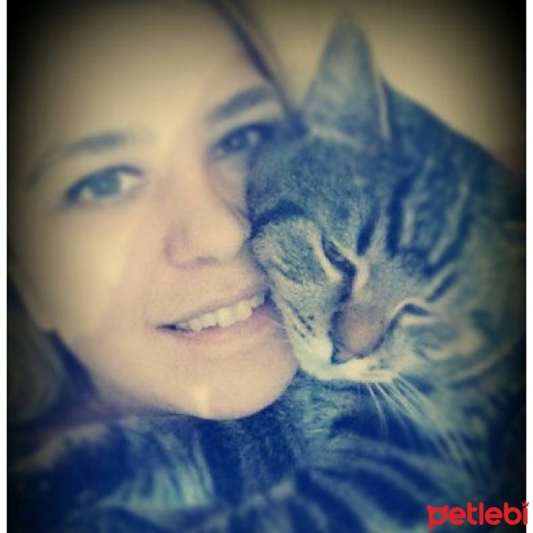 Tekir Kedi, Kedi  chucky fotoğrafı