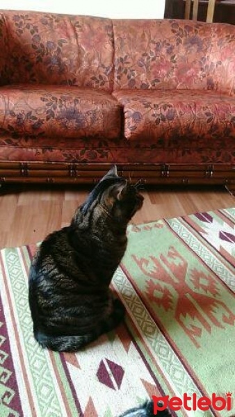 Tekir Kedi, Kedi  chucky fotoğrafı