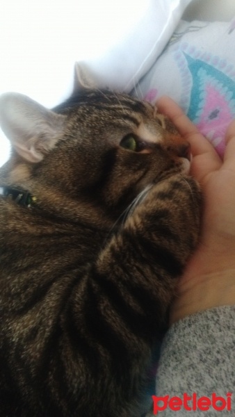 Tekir Kedi, Kedi  chucky fotoğrafı