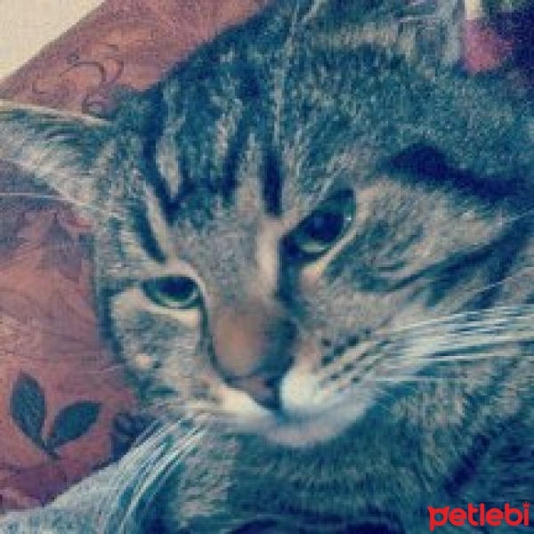 Tekir Kedi, Kedi  chucky fotoğrafı