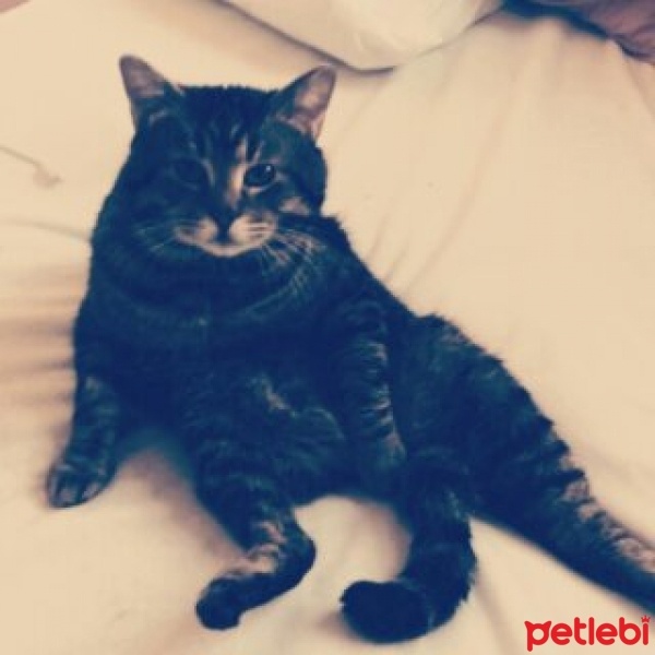 Tekir Kedi, Kedi  chucky fotoğrafı