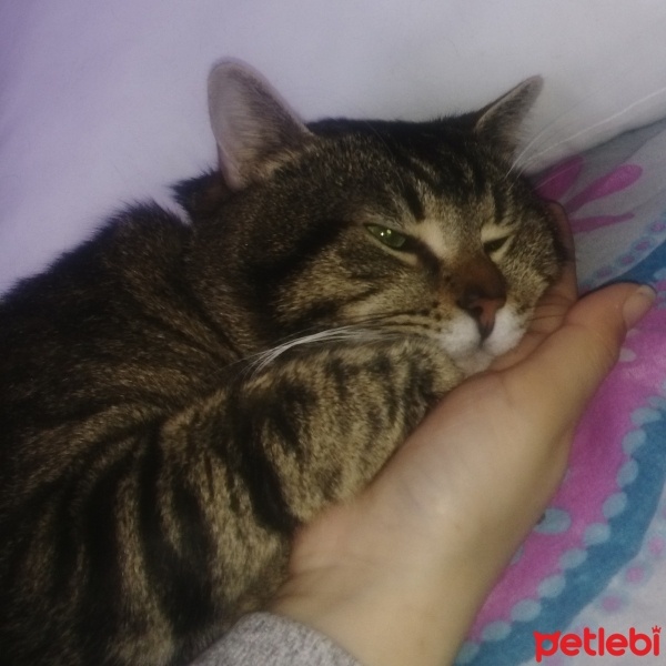 Tekir Kedi, Kedi  chucky fotoğrafı