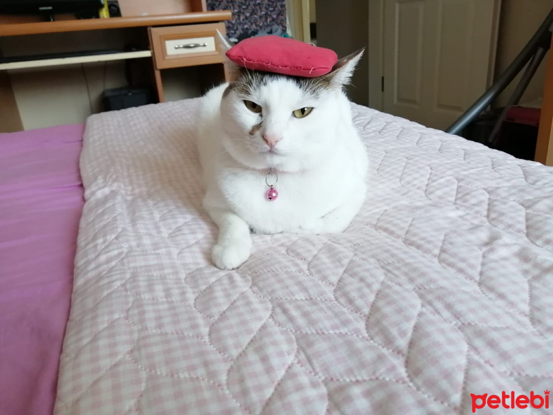 Tekir Kedi, Kedi  Minnak fotoğrafı