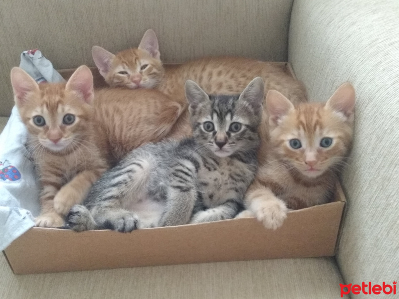 Sarman, Kedi  PAŞA fotoğrafı