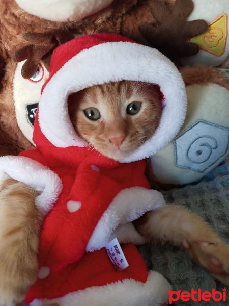 Sarman, Kedi  PAŞA fotoğrafı