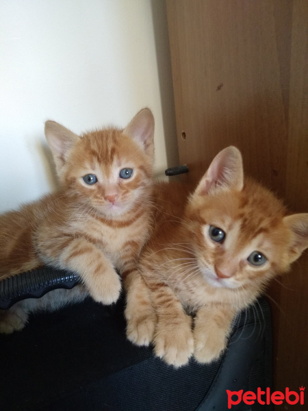 Sarman, Kedi  PAŞA fotoğrafı