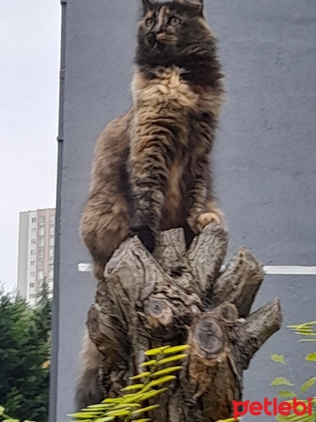 Sarman, Kedi  PAŞA fotoğrafı