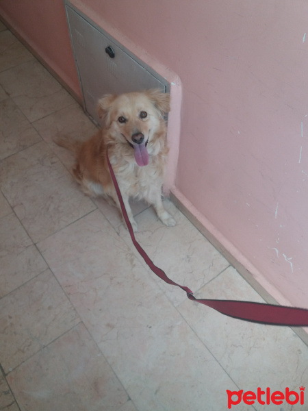 Golden Retriever, Köpek  Mecbur fotoğrafı