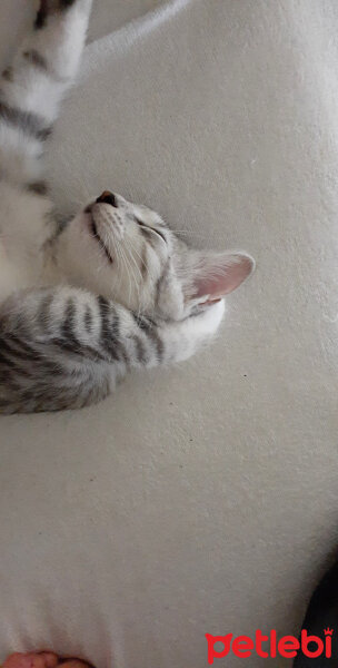 American Shorthair, Kedi  Pudra fotoğrafı