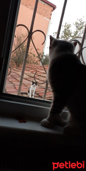 American Shorthair, Kedi  Pudra fotoğrafı